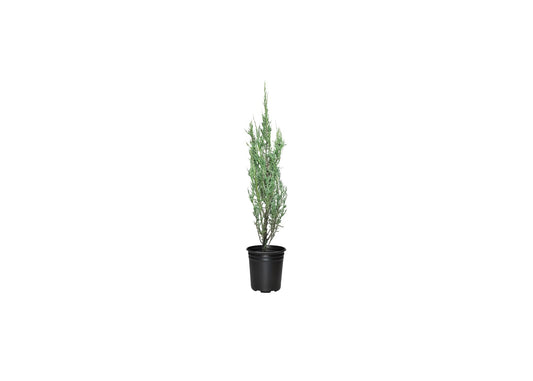 Blue Arrow Juniper | Live Inch Pots | Juniperus Scopulorum | Drought-Tolerant Evergreen | Ideal for Landscaping & Ornamental Use | Low-Maintenance Outdoor Plant