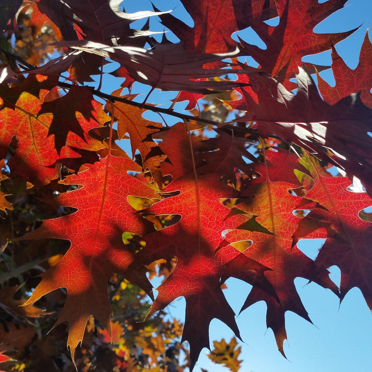 Shumard Red Oak | Large Gallon Size Pots | Quercus Shumardii | Shade Tree | Fast-Growing Landscape Plants