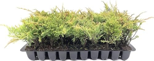 Juniper Monna Sierra Spreader | Live Plants | Juniperus Chinensis | Drought Tolerant Cold Hardy Evergreen Ground Cover