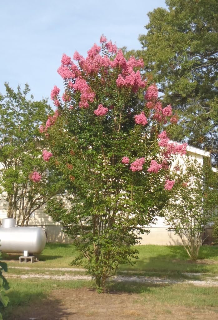 Crape Myrtle Sioux | Live Plants | Vibrant Hot Pink Blooms, Live Plant, Show-Stopping Ornamental Shrub for Stunning Garden Displays