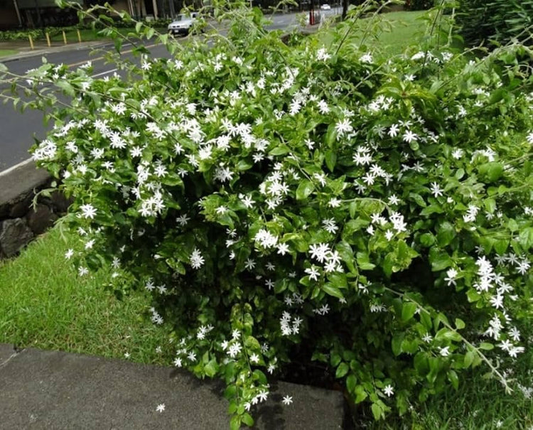 Downy Jasmine | Extra Large 3 Gallon Plant | Jasminum multiflorum | Fragrant Flowering Shrub | Ideal for Gardens and Patios