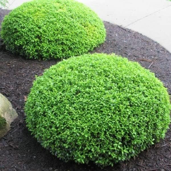 Soft Touch Compact Japanese Holly | Live Plants | Ilex crenata | Low Maintenance Evergreen Shrub