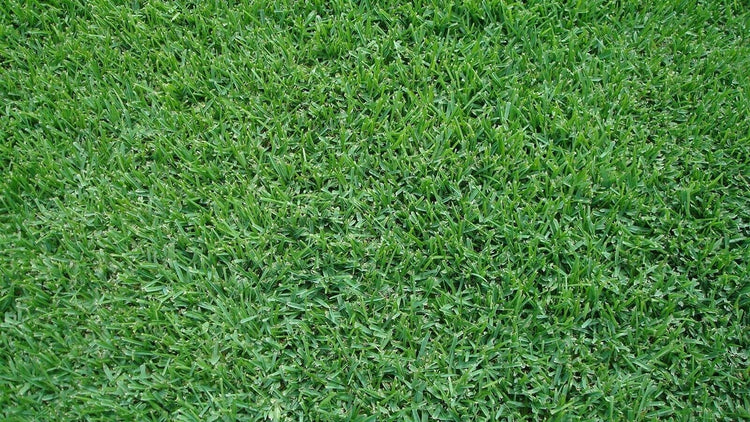 St. Augustine Palmetto | Live Extra Large Grass Plugs | Drought, Salt & Shade Tolerant Turf