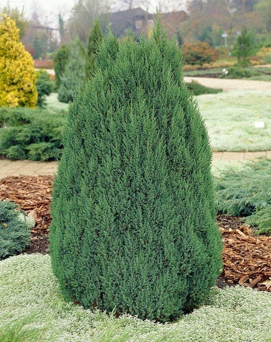 Spiny Greek Juniper | Live Gallon Size Tree | Juniperus Chinensis | Drought Tolerant Cold Hardy Evergreen Screening Plant