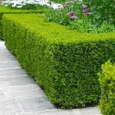 Wintergreen Boxwood | Extra Large Gallon Plants | Dense, Evergreen Shrub, Ideal for Decorative Hedges, Topiary Art & Landscape Borders, Cold Hardy & Drought Tolerant