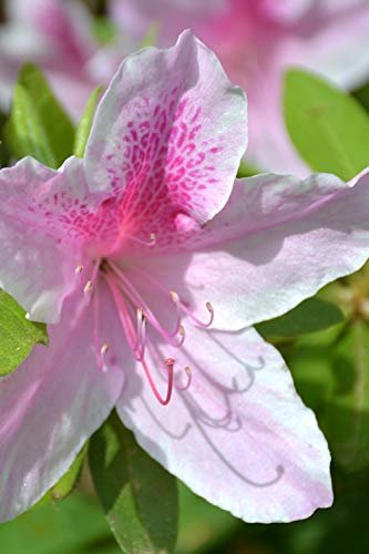 Azalea George Tabor - Live Plants - Light Orchid/White Flowering Rhododendron