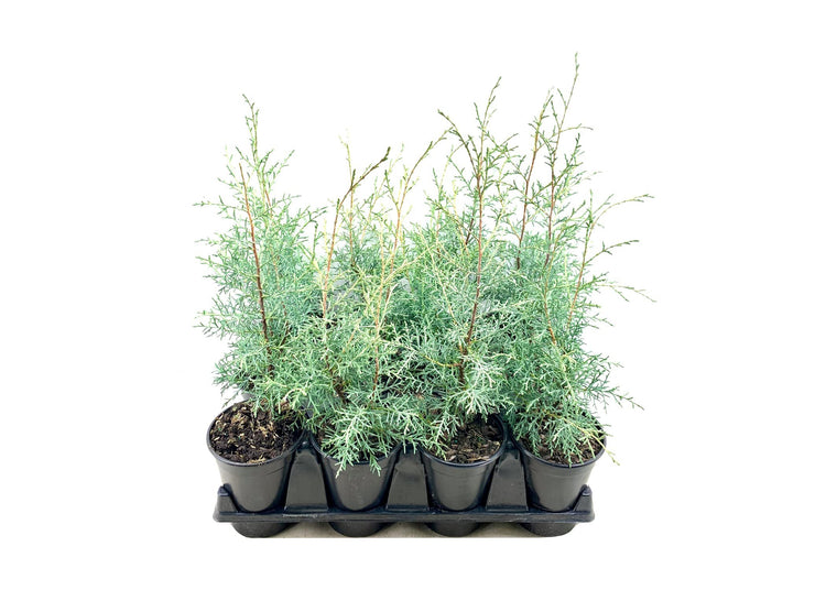 Carolina Sapphire Cypress Tree | Live Quart Size Plants | Beautiful Evergreen Low Maintenance Cold Hardy Privacy Screen