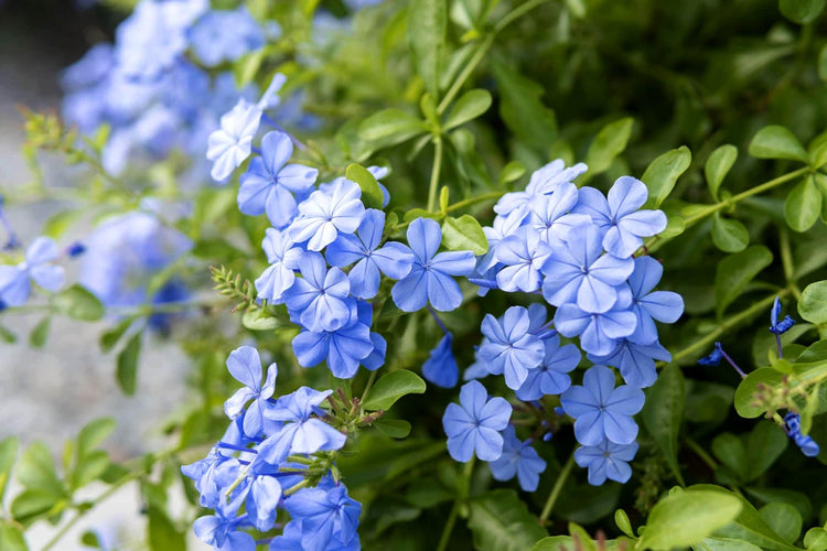 Plumbago Imperial Blue | Extra Large Gallon Plants | Plumbago auriculata | Flowering Shrub | Drought Tolerant