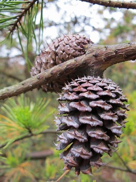 Virginia Pine | Live Trees | Scrub Spruce Pine | Pinus Virginiana | Unique Evergreen Specimen Planting