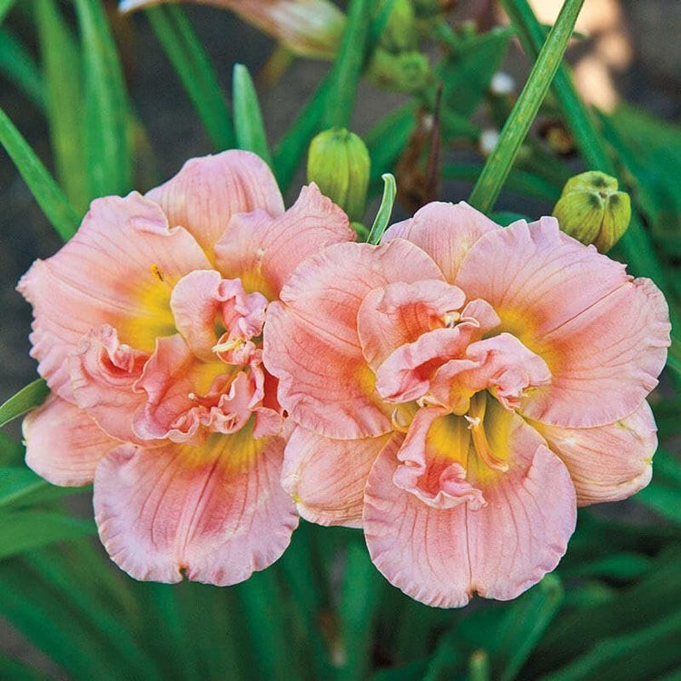 Daylily Siloam Double Classic I Live Inch Pots I Hemerocallis I Peach Colored Flowers