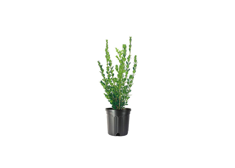 Winter Gem Boxwood | Large Gallon Size Plants | Buxus Microphylla Japonica | Fast Growing Cold Hardy Formal Evergreen Hedge Shrub