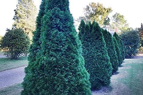 Thuja Arborvitae Blue Cone | Live Trees | Evergreen Privacy Screening Hedge Plants