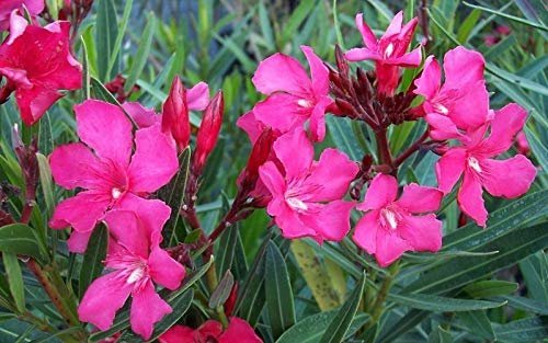 Oleander Calypso | Extra Large Gallon Plants | Nerium Oleander | Hardy Perennial | Vibrant Pink Blooms