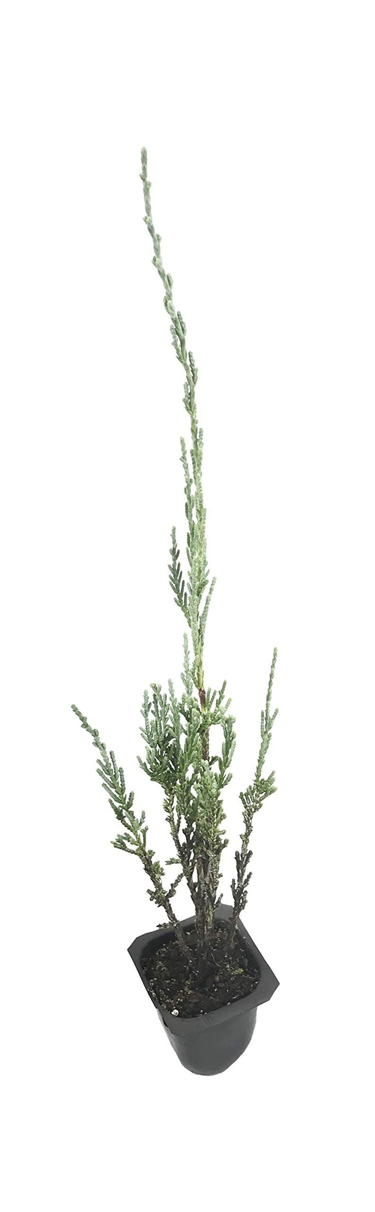 Blue Arrow Juniper - Live Trees - Juniperus Scopulorum - Formal Evergreen Privacy Screen