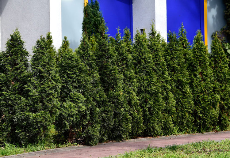 Thuja Arborvitae Blue Cone | Live Trees | Evergreen Privacy Screening Hedge Plants