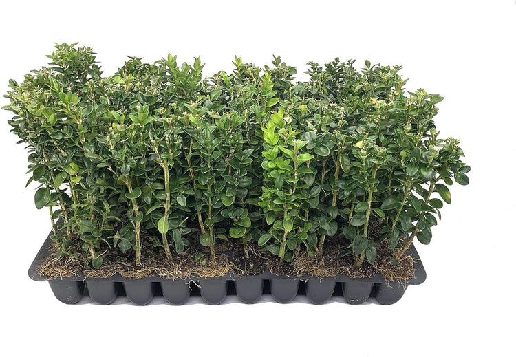 Green Mountain Boxwood - Live Plants - Buxus - Fast Growing Cold Hardy Formal Evergreen Shrub