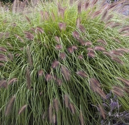 Red Fountain Grass | Extra Large 3 Gallon Plants | Pennisetum setaceum | Vibrant Landscape Feature | Striking Color Contrast