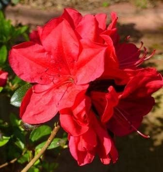 Azalea Coronado Red - Live Plants - Red Flowering Rhododendron Shrub