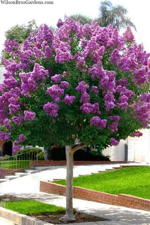 Crape Myrtle Twilight | Live Plants | Deep Purple Blooms, Premium Live Plant, Ornamental Garden Centerpiece for Stunning Seasonal Displays