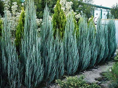 Blue Arrow Juniper | Live Inch Pots | Juniperus Scopulorum | Drought-Tolerant Evergreen | Ideal for Landscaping & Ornamental Use | Low-Maintenance Outdoor Plant