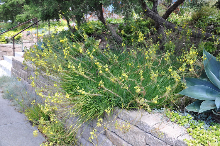 Bulbine Yellow | Live Gallon Size Plants | Bright Yellow Flowering Succulent, Live Plant, Perfect for Sunny Gardens, Drought-Tolerant Landscape Addition