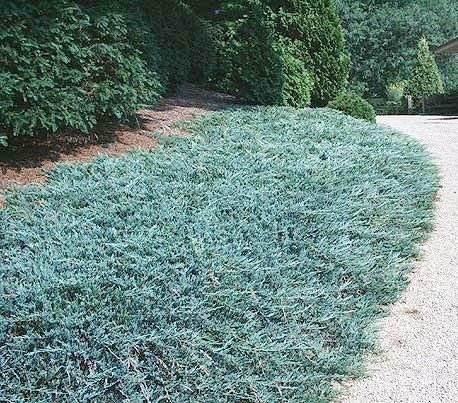 Blue Rug Juniper - Live 4 Inch Plants - Juniperus Horizontalis 'Wiltonii' - Drought Tolerant Cold Hardy Evergreen