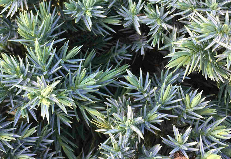 Blue Star Juniper - Live Plants - Juniperus Squamata - Low Maintenance Evergreen Groundcover