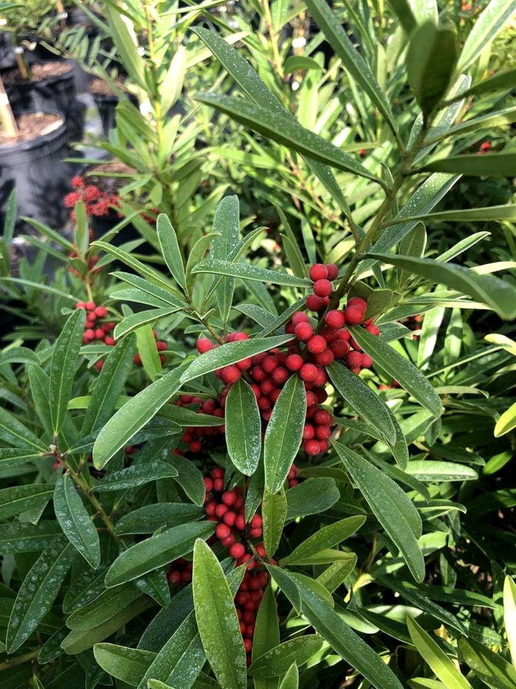 Dahoon Holly Tree | Live Plants | Ilex Cassine | Beautiful Red Berries | Screening Hedge Privacy Foliage