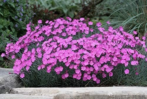 Firewitch Dianthus Plants | Live Seedlings | Dianthus Gratianopolitanus Firewitch | Perfect for Vibrant Colorful Gardens | Hardy & Fragrant