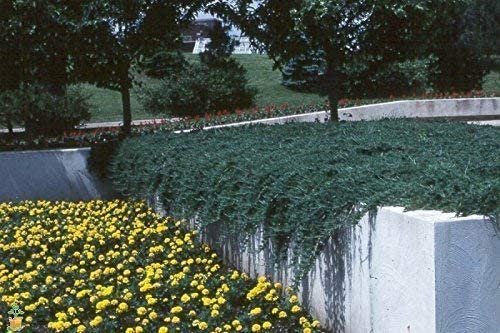 Blue Rug Juniper - Live 4 Inch Plants - Juniperus Horizontalis 'Wiltonii' - Drought Tolerant Cold Hardy Evergreen