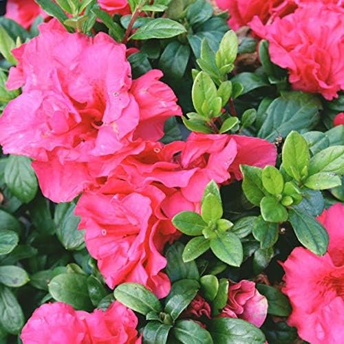 Azalea Prize - Live Plants - Pink/Red Flowering Rhododendron Shrub