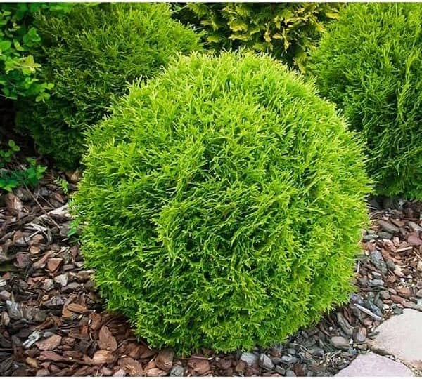 Little Giant Arborvitae | Live Gallon Size Plants | Dwarf Evergreen Shrub, Perfect for Landscaping & Privacy, Low Maintenance, Hardy & Drought Tolerant