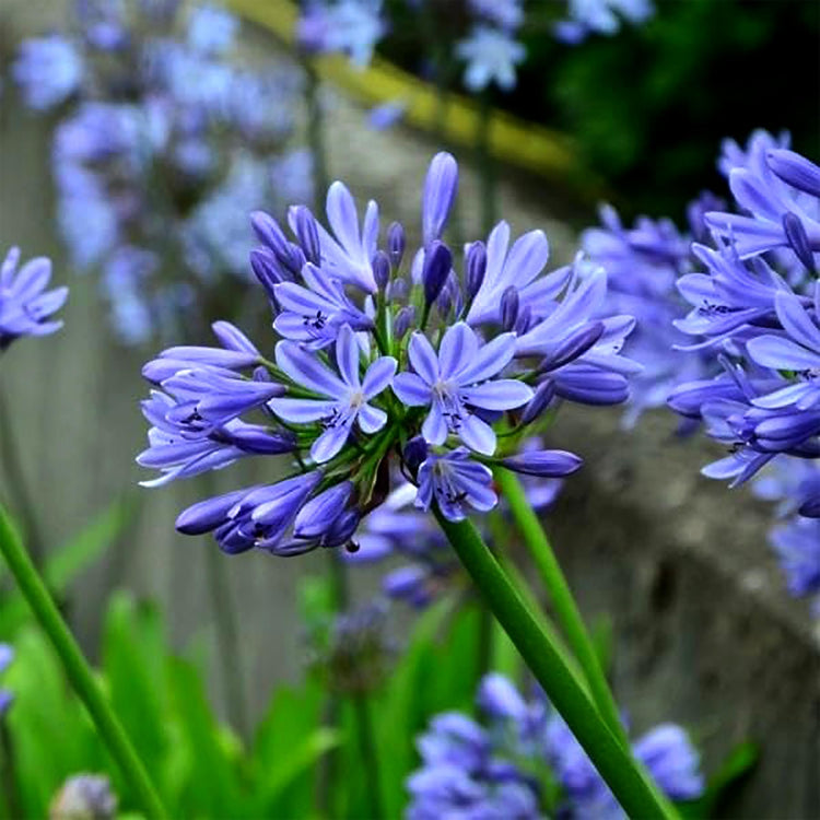 Agapanthus Africans Blue | Extra Large Gallon Plants | Vibrant & Hardy Perennial, Lush, Ornamental Plant with Brilliant Blue Blooms, Ideal for Borders, Containers & Landscape Accents