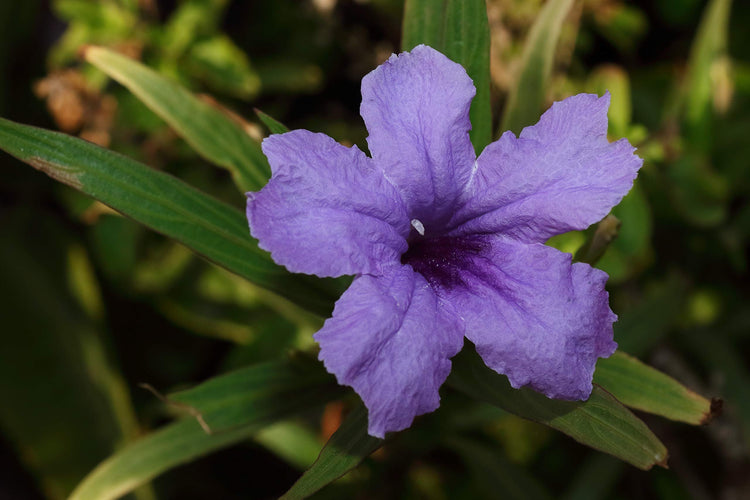 Mexican Petunia - Live Plants - Ruellia Tweediana 'Purple Showers'