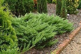 Monna Juniper Sierra Spreader | Live Gallon Size Plant | Juniperus Chinensis | Evergreen Cold Hardy Drought Tolerant Groundcover