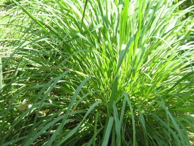 Cymbopogon Nardus Citronella Grass | Live Plants | Perfect for Outdoor Gardens and Patio Decor, Easy-to-Grow Aromatic Plant