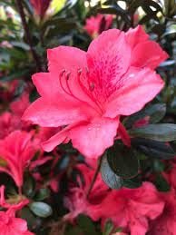 Azalea Fashion | Extra Large Gallon Plants | Vibrant, Healthy, & Blooming, Perfect for Indoor/Outdoor Decor, Easy-Care Flowering Shrub, Ideal Gift for Garden Enthusiasts