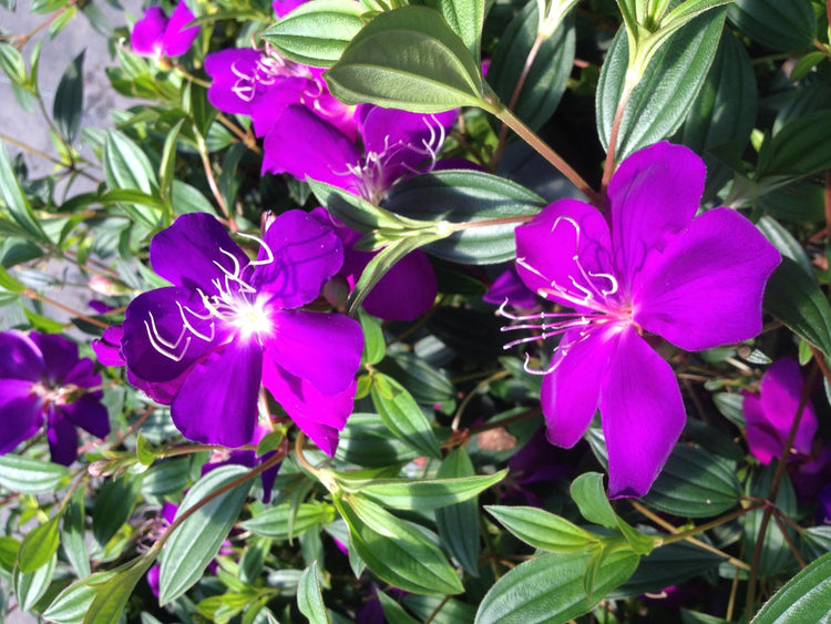 Tibouchina Dwarf | Extra Large Gallon Plants | Tibouchina granulosa Compacta | Vibrant Purple Blooms | Garden Showstopper