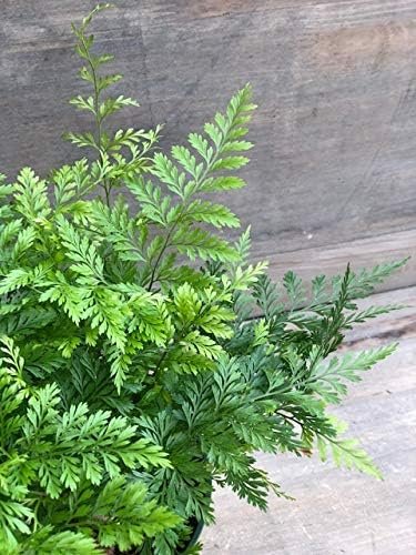 Plants Live Houseplants - White Paw Fern - 10 Live Plants - Humata Tyermanii - Indoor and Outdoor Patio Front Porch Plant Decor