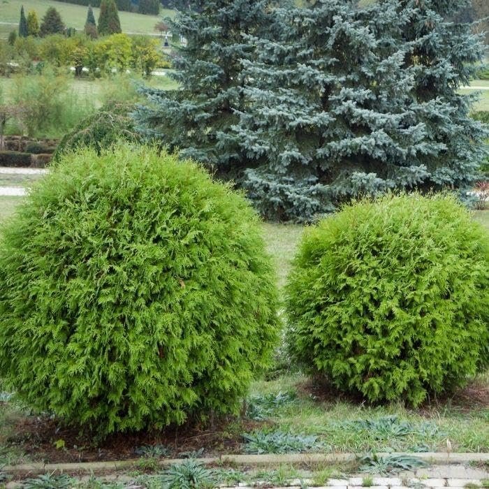 Little Giant Arborvitae | Live Gallon Size Plants | Dwarf Evergreen Shrub, Perfect for Landscaping & Privacy, Low Maintenance, Hardy & Drought Tolerant