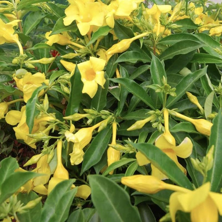 Allamanda Cathartica Golden Butterfly | Live Plants | Vibrant Yellow Trumpet Flowers | Perfect for Outdoor Gardens & Patios | Easy to Grow & Care for