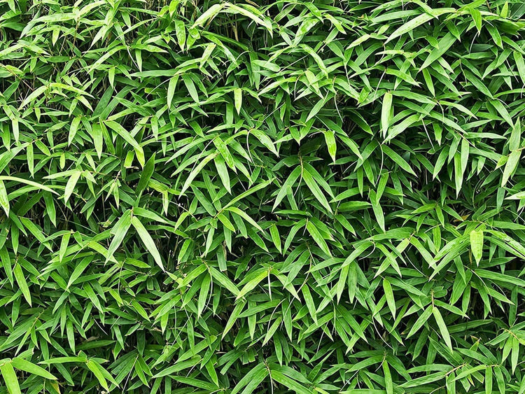 Golden Hedge Bamboo | Extra Large Gallon Plants | Bambusa Multiplex | Clumping Non-Invasive Screening Live Bamboo