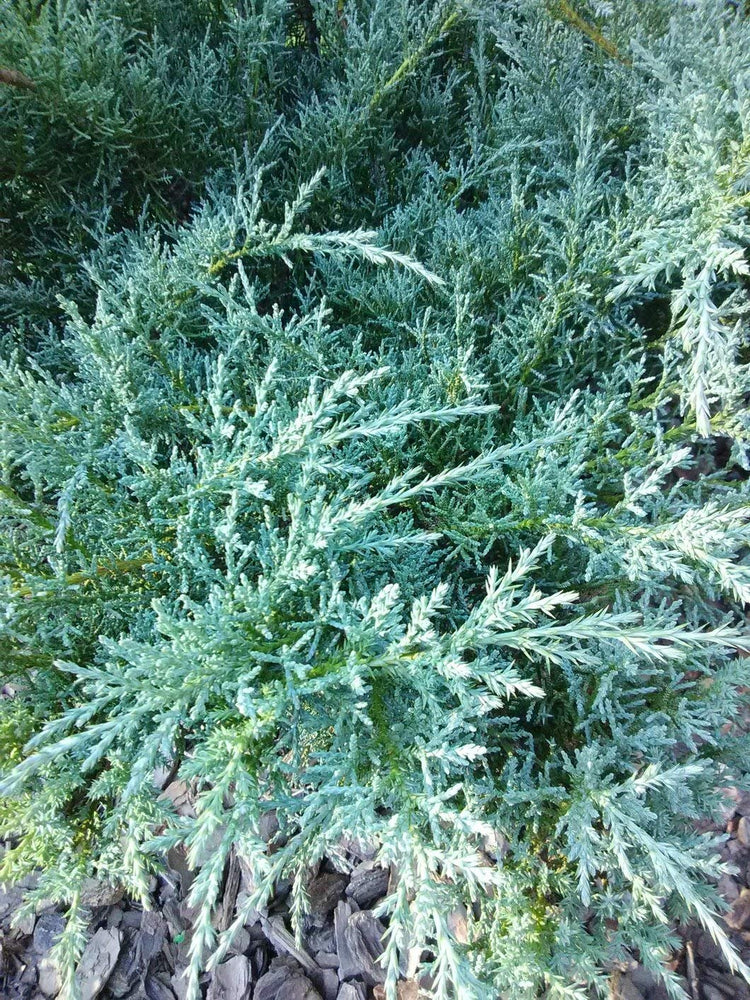 Juniper Angelica Blue - Live Plants - Juniperus Chinensis - Drought Tolerant Cold Hardy Evergreen