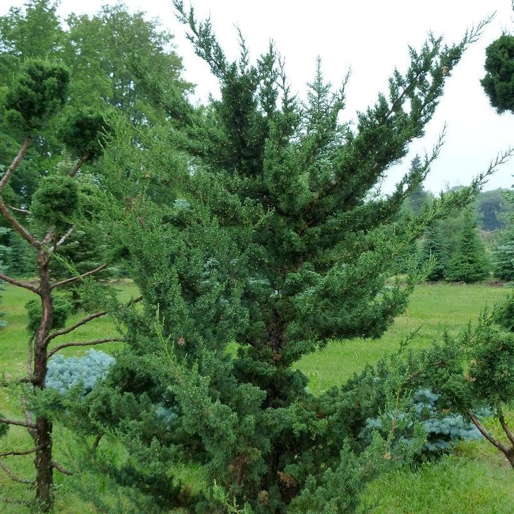 Robusta Green Juniper | Extra Large Gallon Plant | Hardy Evergreen Shrub for Landscapes & Gardens, Ideal for Ground Cover, Topiary, Bonsai, Low Maintenance, Drought Tolerant