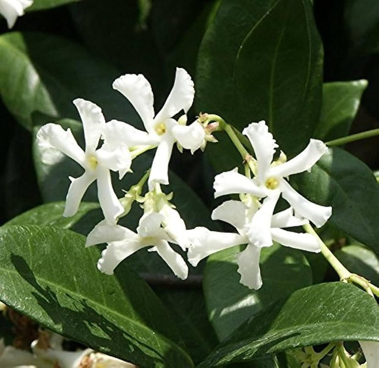 Star Confederate Jasmine I Large Gallon Size Plants I Trachelospermum Jasminoides I Live Fragrant White Star-Shaped Flowers, Perfect for Trellises, Fences, and Arbors