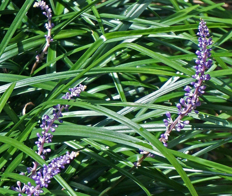 Super Blue Lilyturf - Liriope Muscari - 1 Live 4 Inch Pot - Drought Tolerant Low Maintenance Groundcover Plants