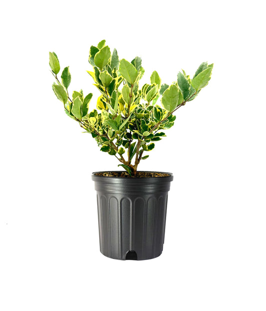 Ligustrum Japonicum Jack Frost Privet | Large Gallon Size Plants I Live Variegated, Fast-Growing, Evergreen Shrub for Stunning Ornamental Landscaping, Ideal for Privacy Hedges