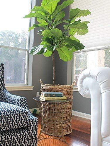 Fiddle Leaf Fig Live Tree | Extra Large Gallon Tree | Beautiful Florist Quality Trendy Indoor Houseplant | Perfect for Home and Office Decor