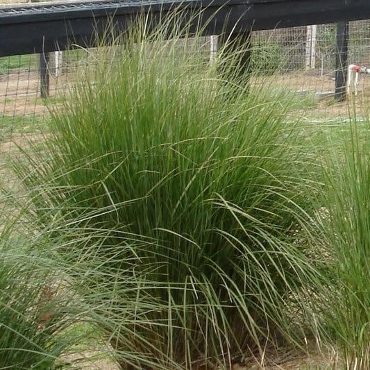 Sand Cord Grass | Extra Large 3 Gallon Plants | Spartina pectinata | Lush Landscape Focal | Garden Vibrancy