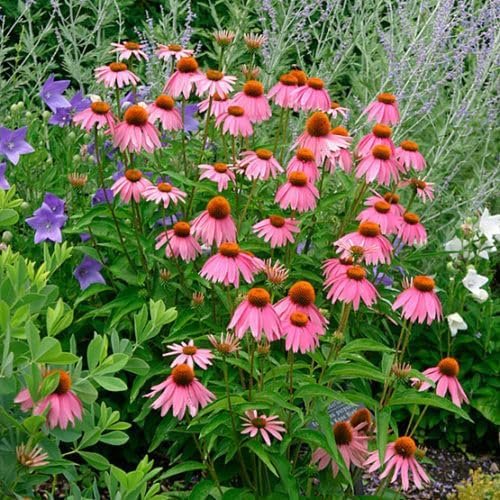 Echinacea 'Kim's Knee High' | Live Plants | Vibrant Pink Blooming Coneflower Perennial Plant | Easy to Grow | Perfect for Pollinator Gardens